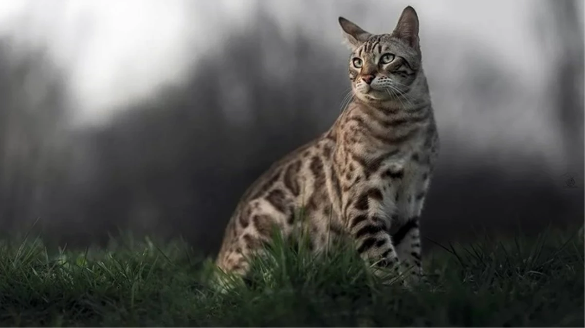 Yeni Zelanda’da tartışmalı kedi avı yarışmasında 370 kedi öldürüldü